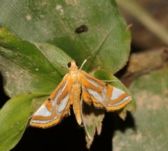 Agassiziella kwangtungiale