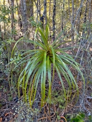Dracophyllum elegantissimum