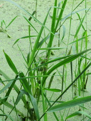 Sparganium erectum