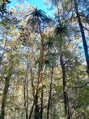 Dracophyllum elegantissimum