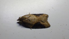 Acleris laterana