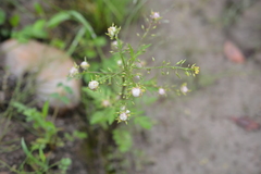 Rorippa palustris