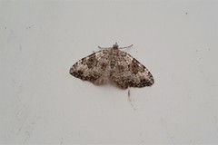Xanthorhoe iduata