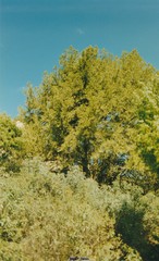 Juniperus thurifera
