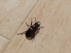 Lucanus tetraodon