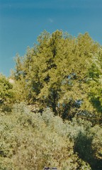 Juniperus thurifera