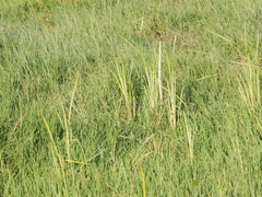 Anaciaeschna jaspidea