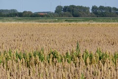 Chenopodium quinoa
