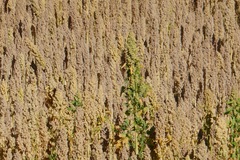 Chenopodium quinoa