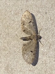 Eupithecia vulgata