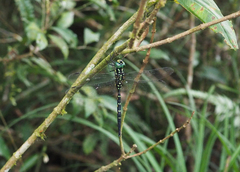 Sarasaeschna kaoi