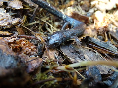 Pseudoeurycea leprosa