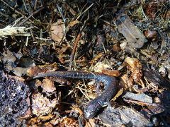 Pseudoeurycea leprosa