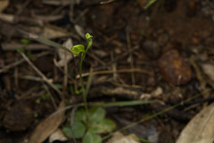 Pterostylis bicolor