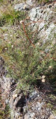 Vittadinia cuneata