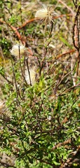 Vittadinia cuneata
