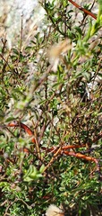 Vittadinia cuneata