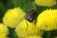 Pollenia amentaria