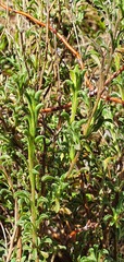 Vittadinia cuneata