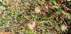 Vittadinia cuneata