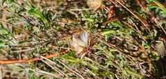 Vittadinia cuneata