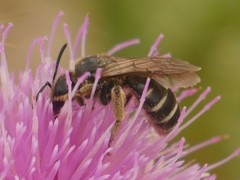 Halictus quadricinctus