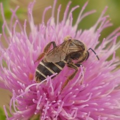 Halictus quadricinctus