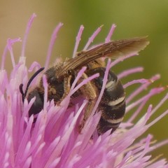 Halictus quadricinctus
