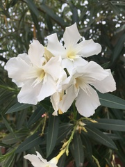 Nerium oleander