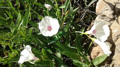 Ipomoea longifolia