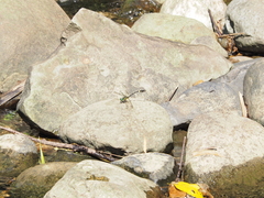 Lamelligomphus formosanus