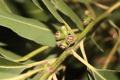 Eucalyptus saligna