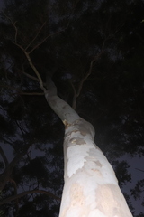 Eucalyptus saligna