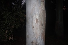 Eucalyptus saligna