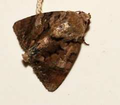 Ecpatia longinquua