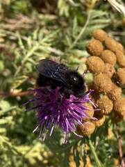 Bombus rupestris