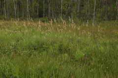 Calamagrostis purpurea