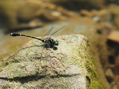 Burmagomphus vermicularis