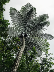 Sphaeropteris glauca