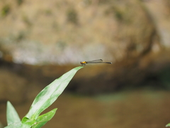 Prodasineura croconota