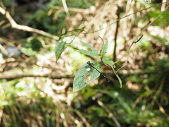 Leptogomphus sauteri formosanus