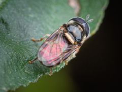 Paragus crenulatus