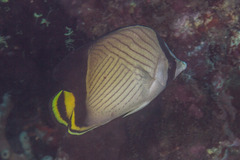 Chaetodon decussatus