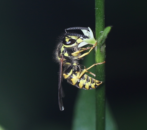 Eastern yellowjacket