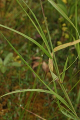 Calamagrostis purpurea