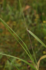 Calamagrostis purpurea