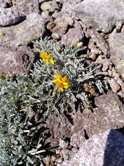 Jacobaea carniolica