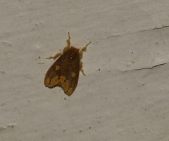 Euproctis quadrangularis