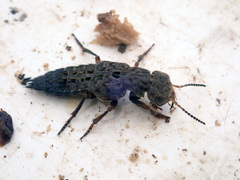 Ontholestes tessellatus