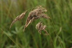 Calamagrostis purpurea